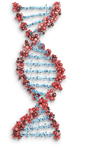 DNA double helix representing genetic risk