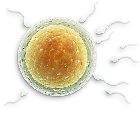 sperm moving towards an egg representing fertility