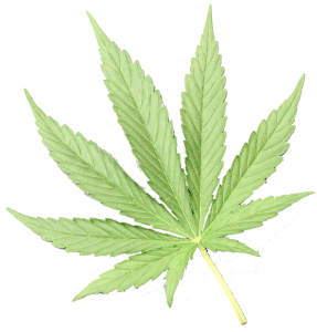 marijuana/ pot/ dope/ weed leaf representing cannabis