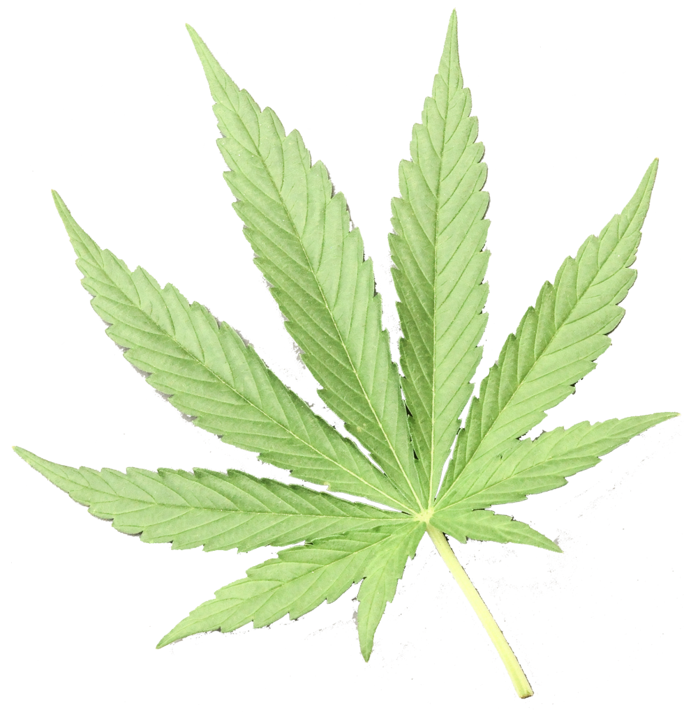 marijuana/ pot/ dope/ weed leaf representing cannabis